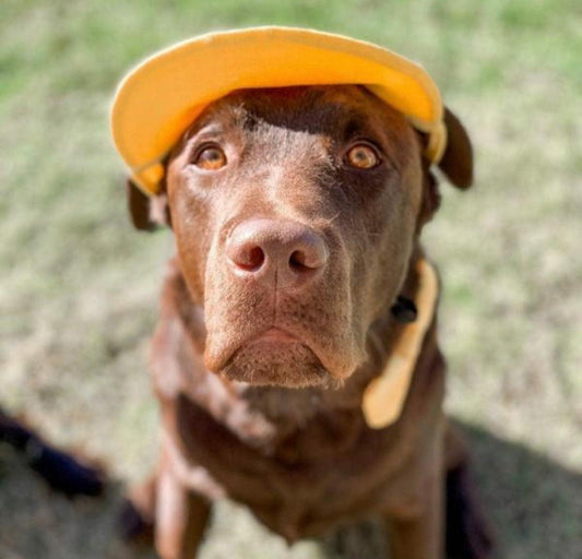 Pets Cap