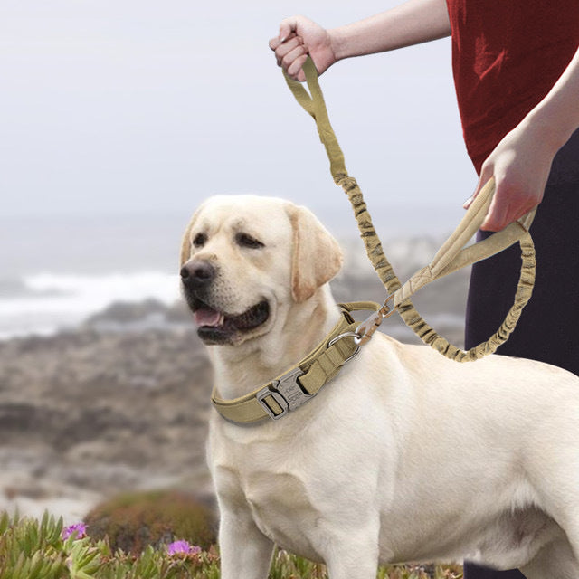 Rugged Nylon Pet Collars