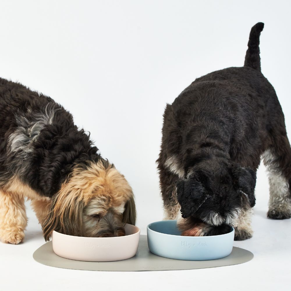 Pastel Pet Bowl