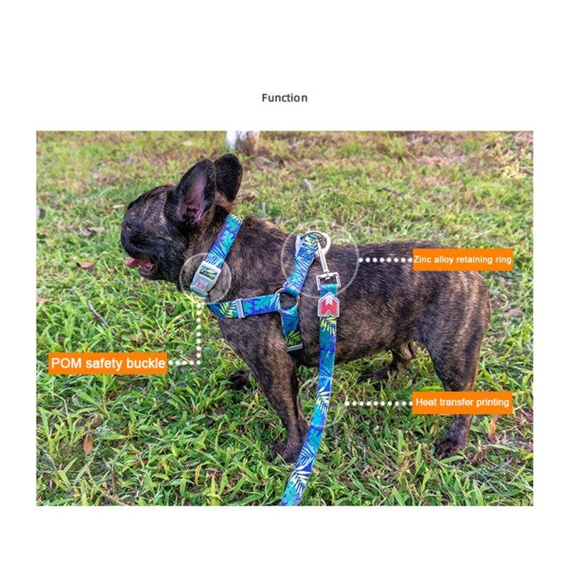 Quick Release Harness with Leash