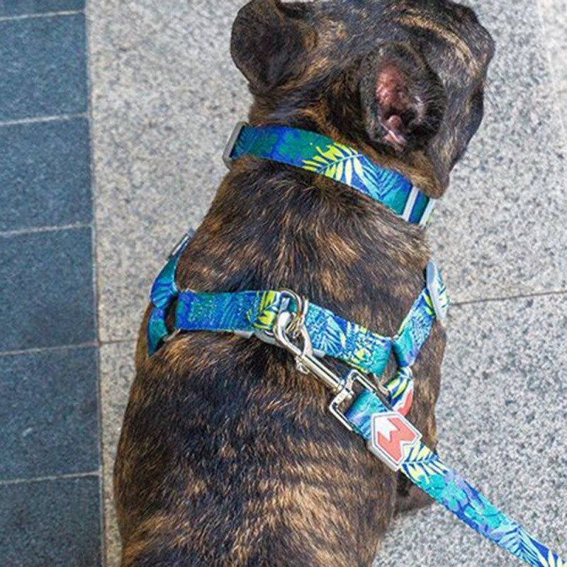 Quick Release Harness with Leash