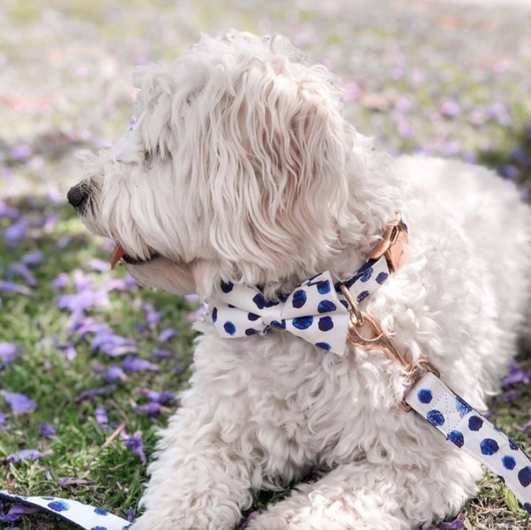 Polka Dot Bow Collar & Lead Set